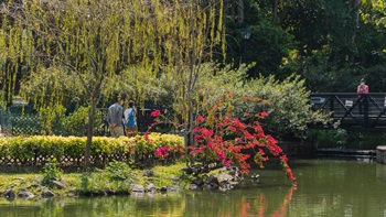 The diverse combination of plantings including Weeping Willow Tress (<i>Salix babylonica</i>), Conifer Trees and shrubs forms a pleasant arrangement providing a complementary view for appreciation from various viewpoints around the lake.
